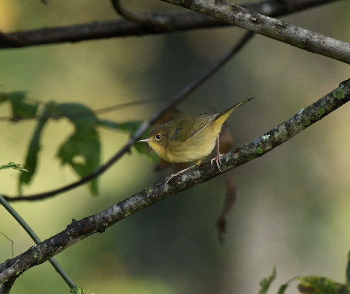 Common Yellowthroat - ML641996357