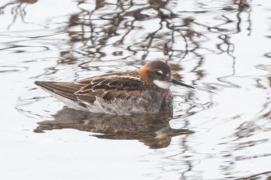 Red-necked Phalarope - ML641996358