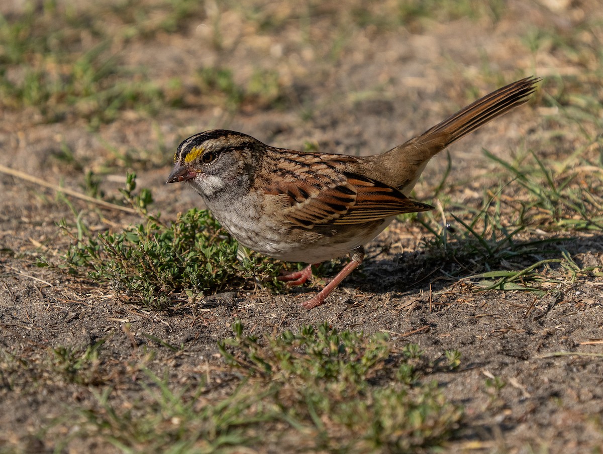White-throated Sparrow - ML641996359