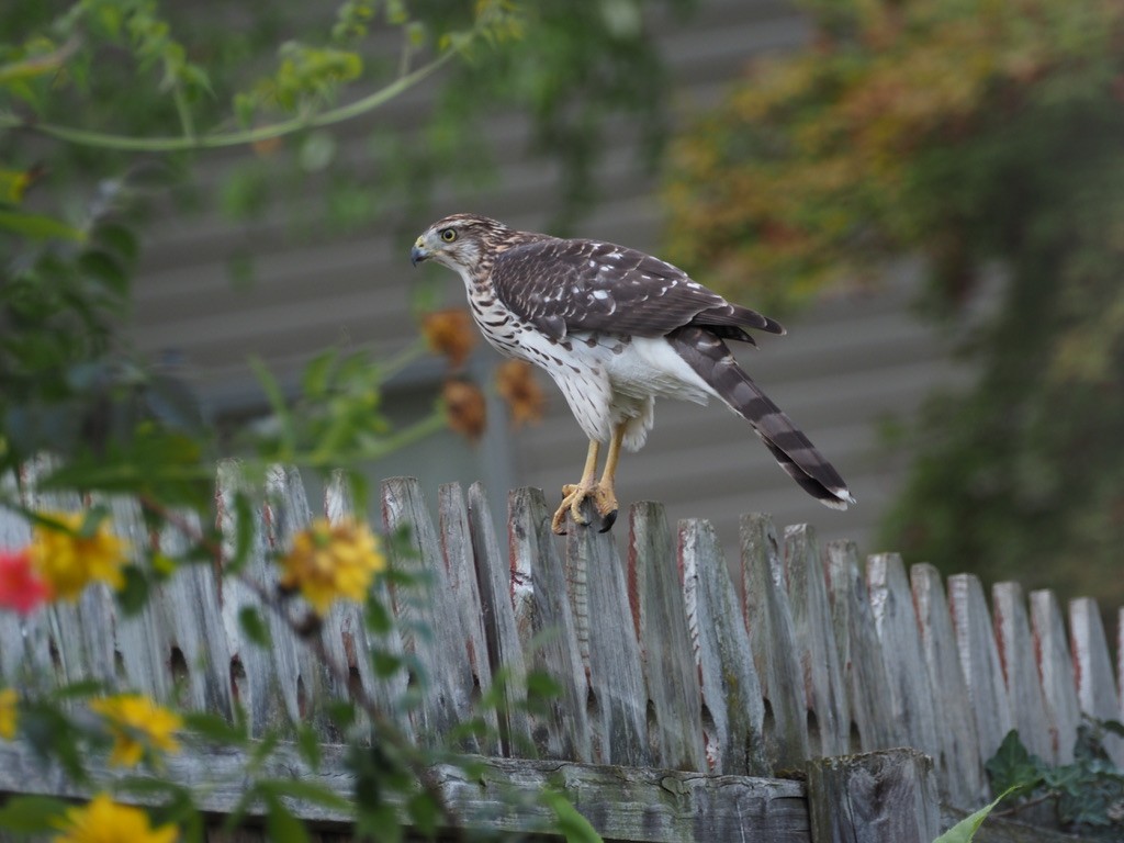Cooper's Hawk - ML641996360