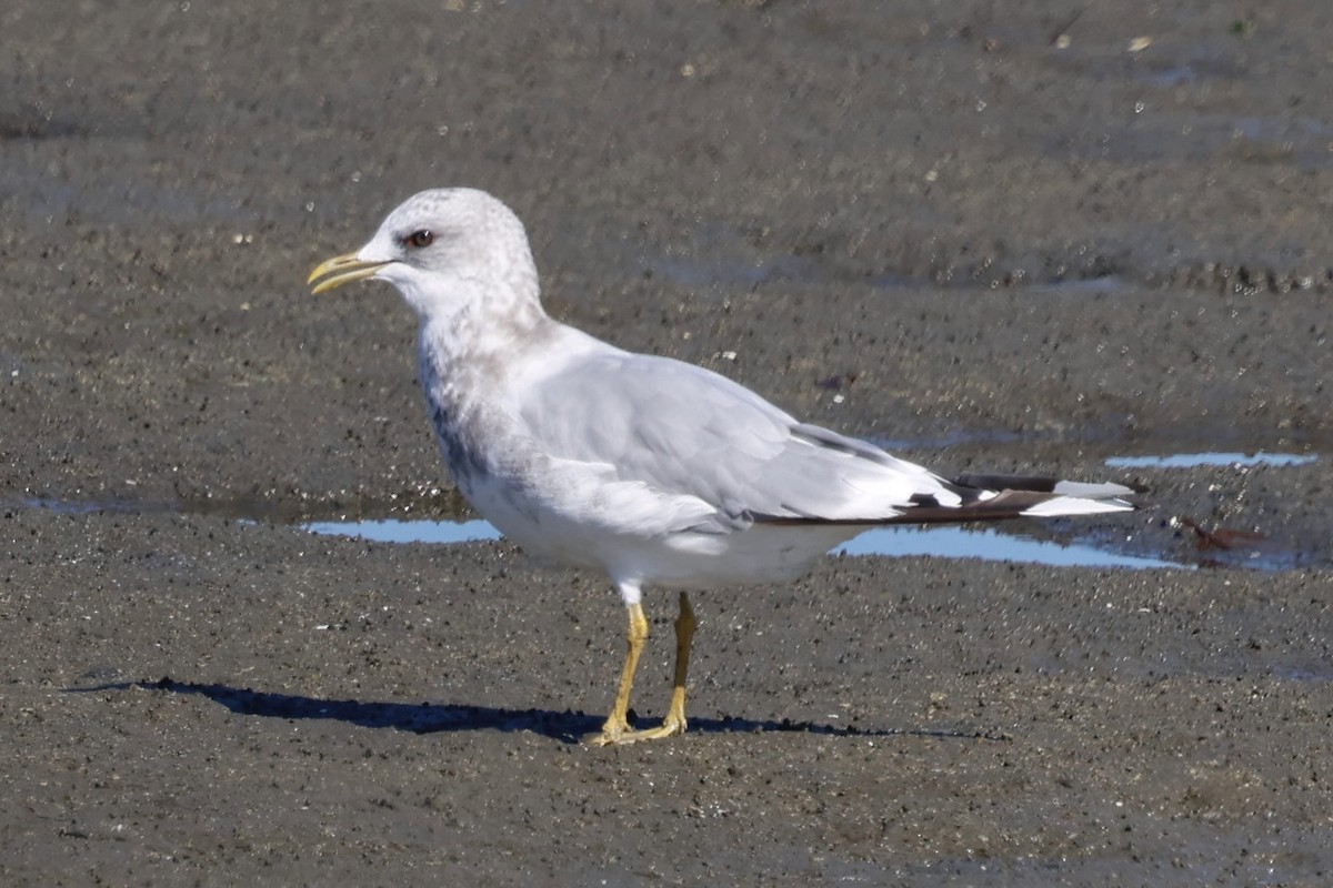 Short-billed Gull - ML641996361