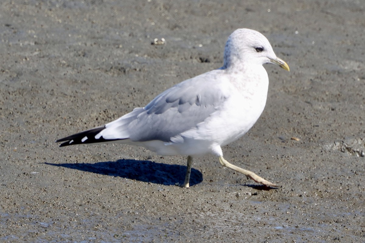 Short-billed Gull - ML641996362