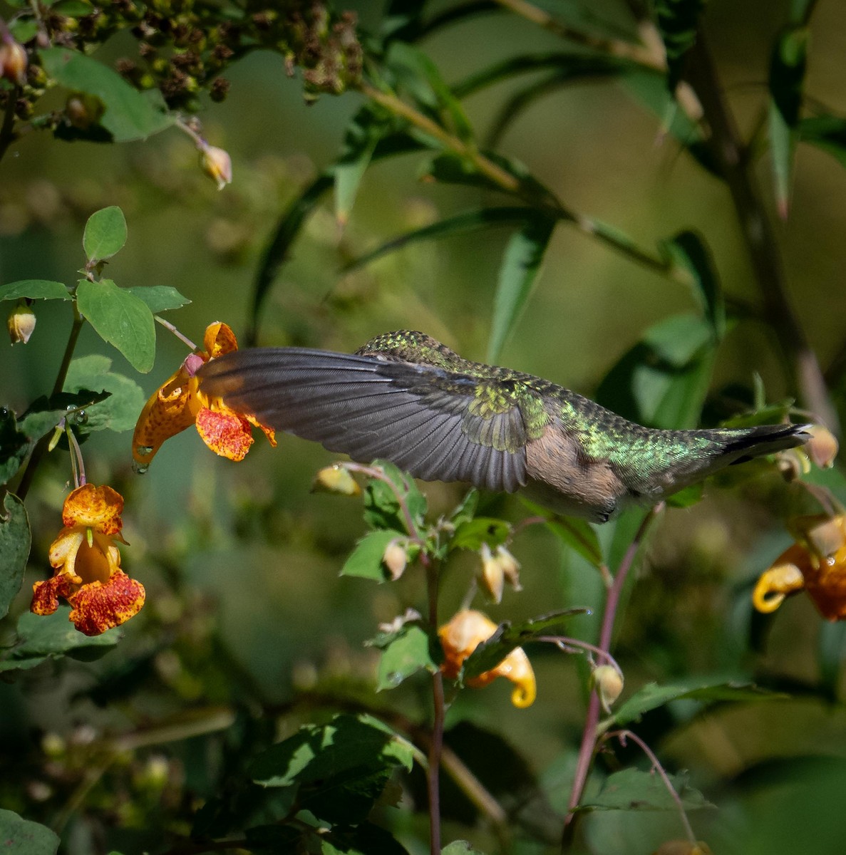 Ruby-throated Hummingbird - ML641996368
