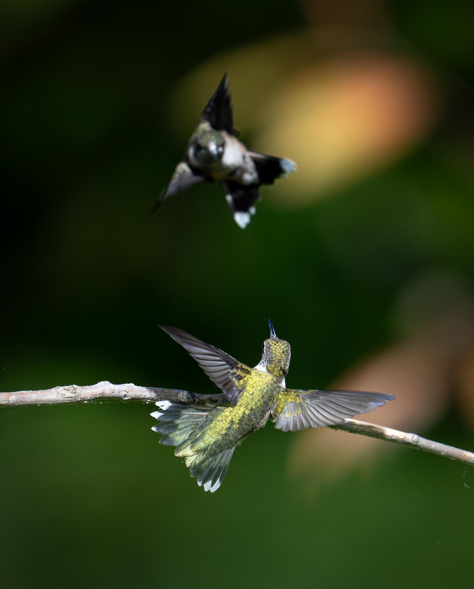 Ruby-throated Hummingbird - ML641996369