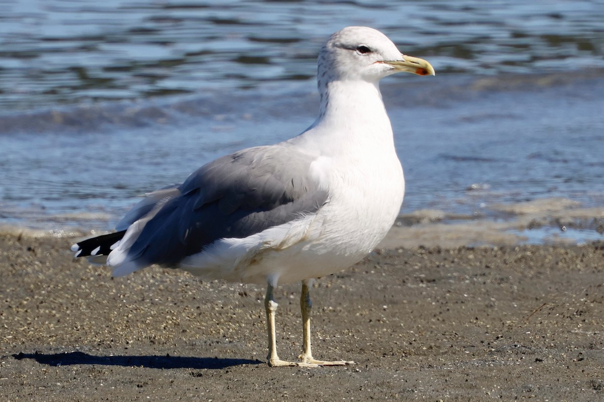 California Gull - ML641996370