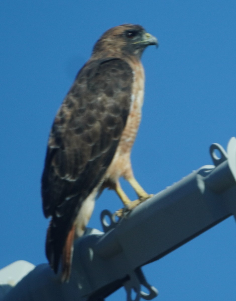 Red-tailed Hawk - ML641996372