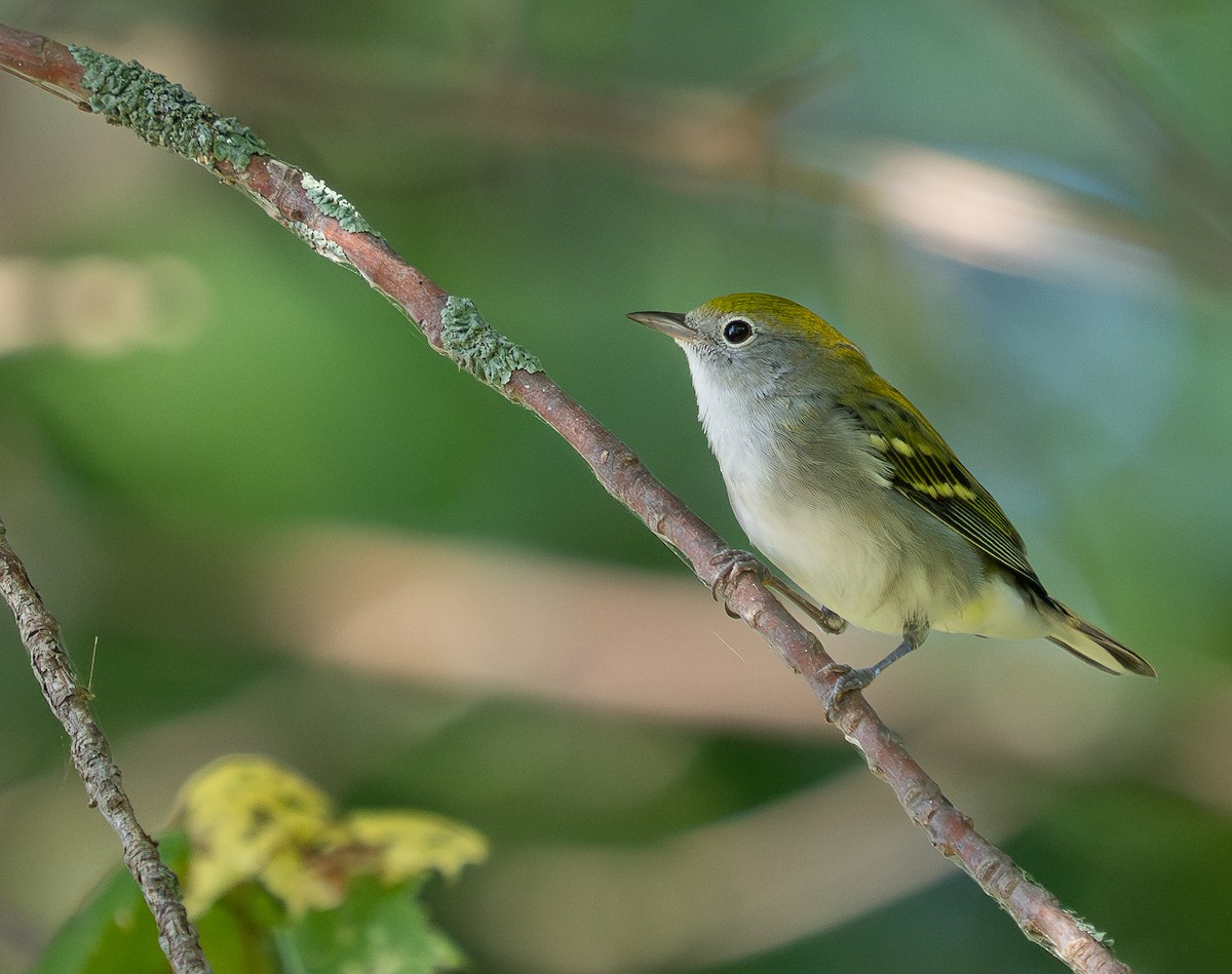Chestnut-sided Warbler - ML641996373