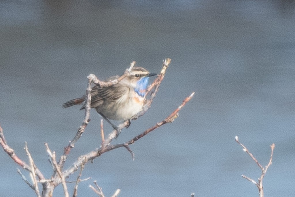 Bluethroat (Red-spotted) - ML641996374
