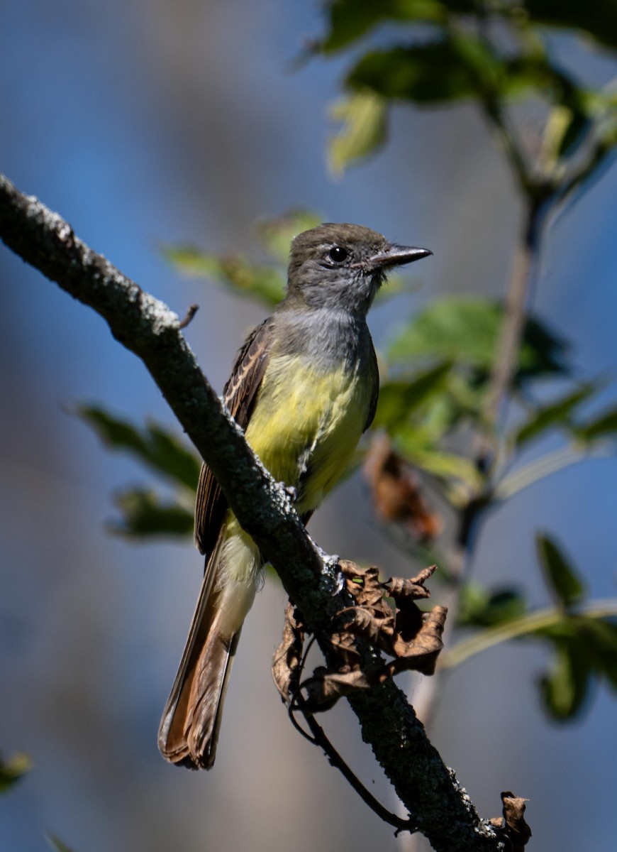 Great Crested Flycatcher - ML641996387