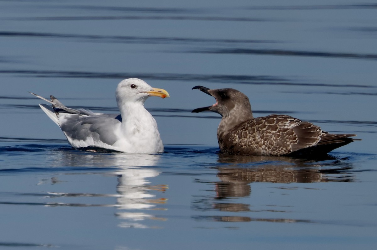 Western x Glaucous-winged Gull (hybrid) - ML641996389