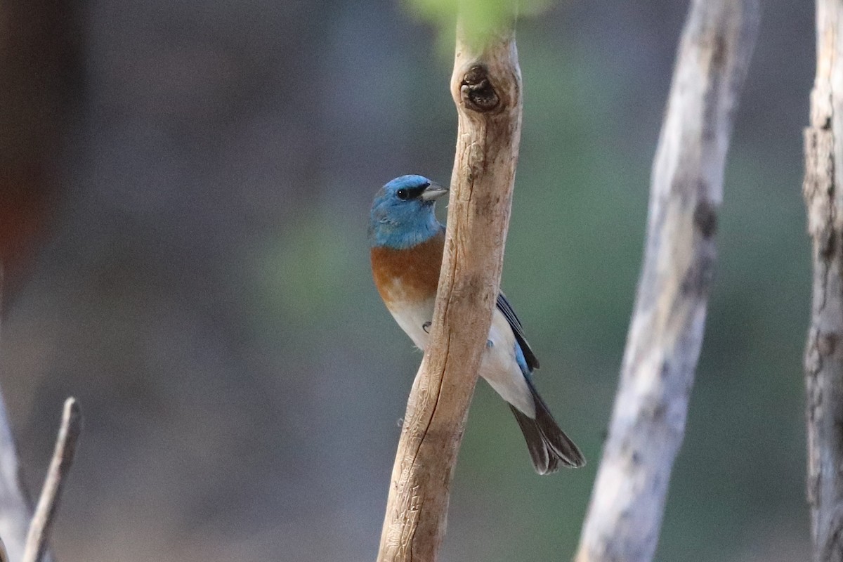 Lazuli Bunting - ML641996391