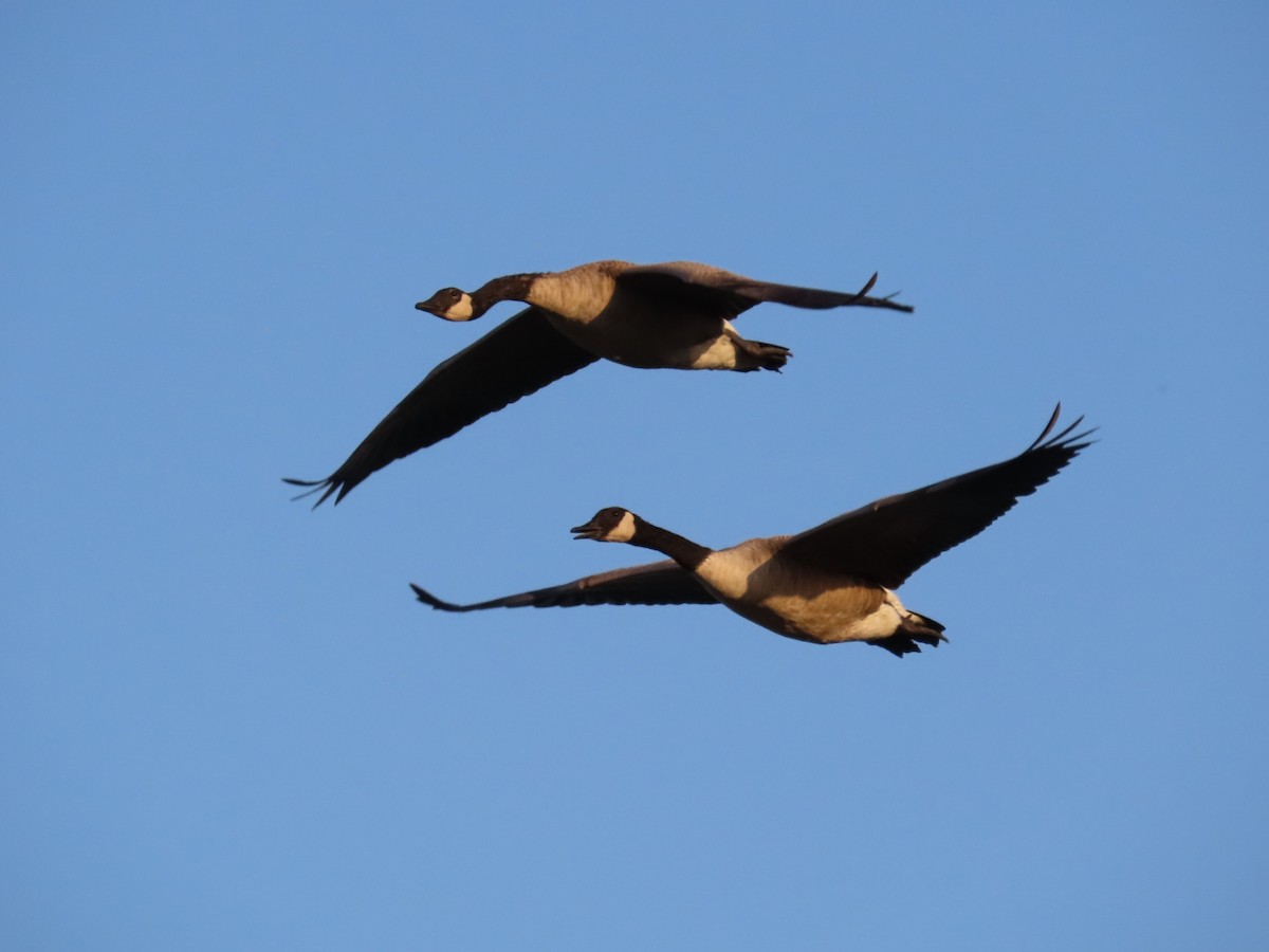Canada Goose - ML641996392