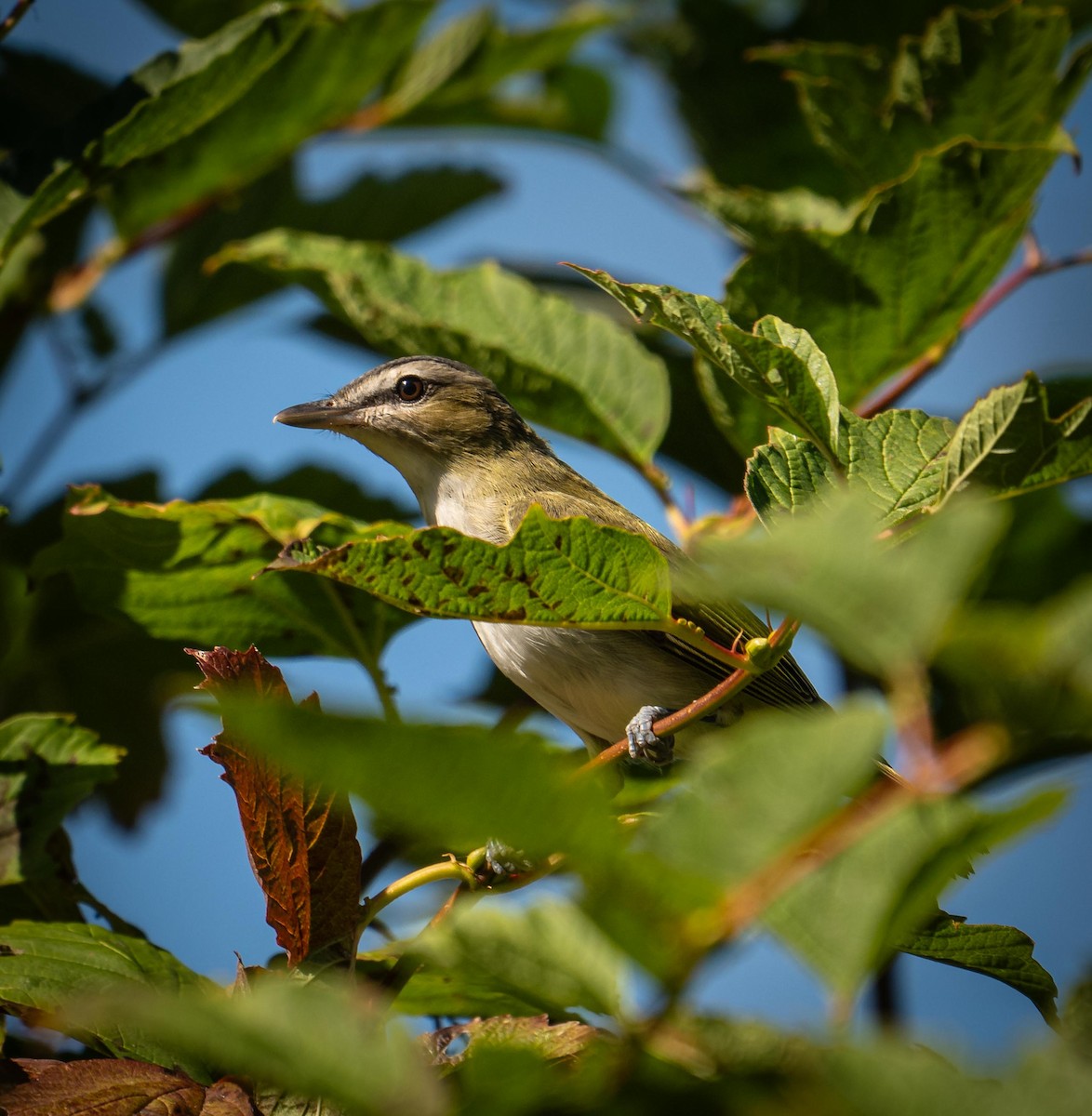 Red-eyed Vireo - ML641996393