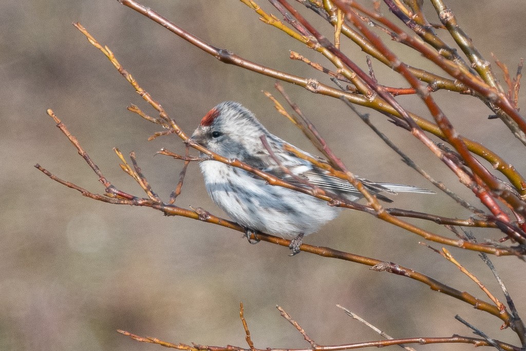 Redpoll (Hoary) - ML641996395