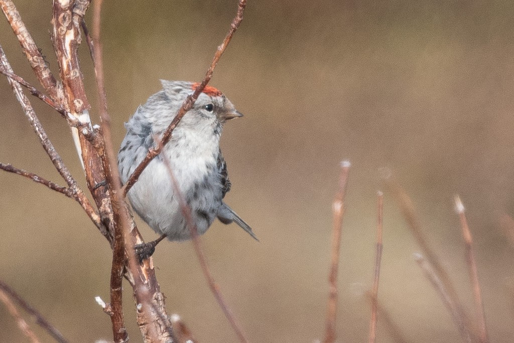 Redpoll (Hoary) - ML641996396