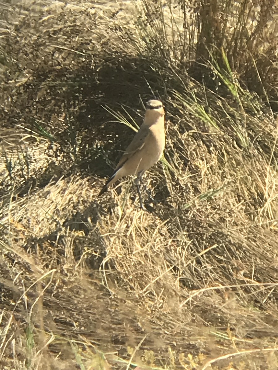 Buztanzuri arrunta - ML641996397