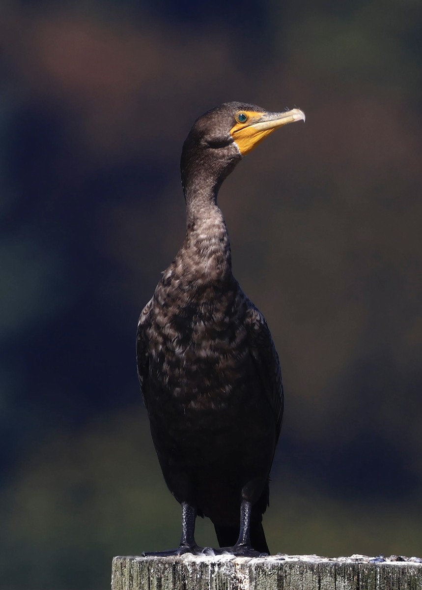 Double-crested Cormorant - ML641996407