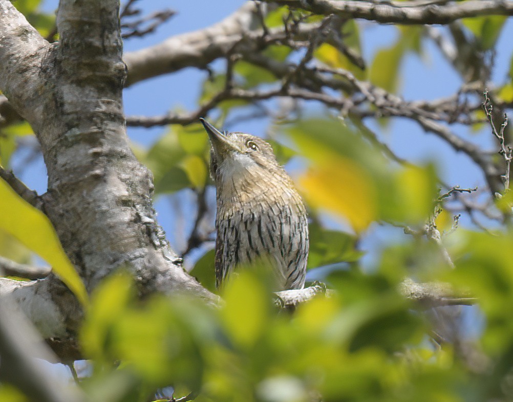 Western Striolated-Puffbird - ML641996413