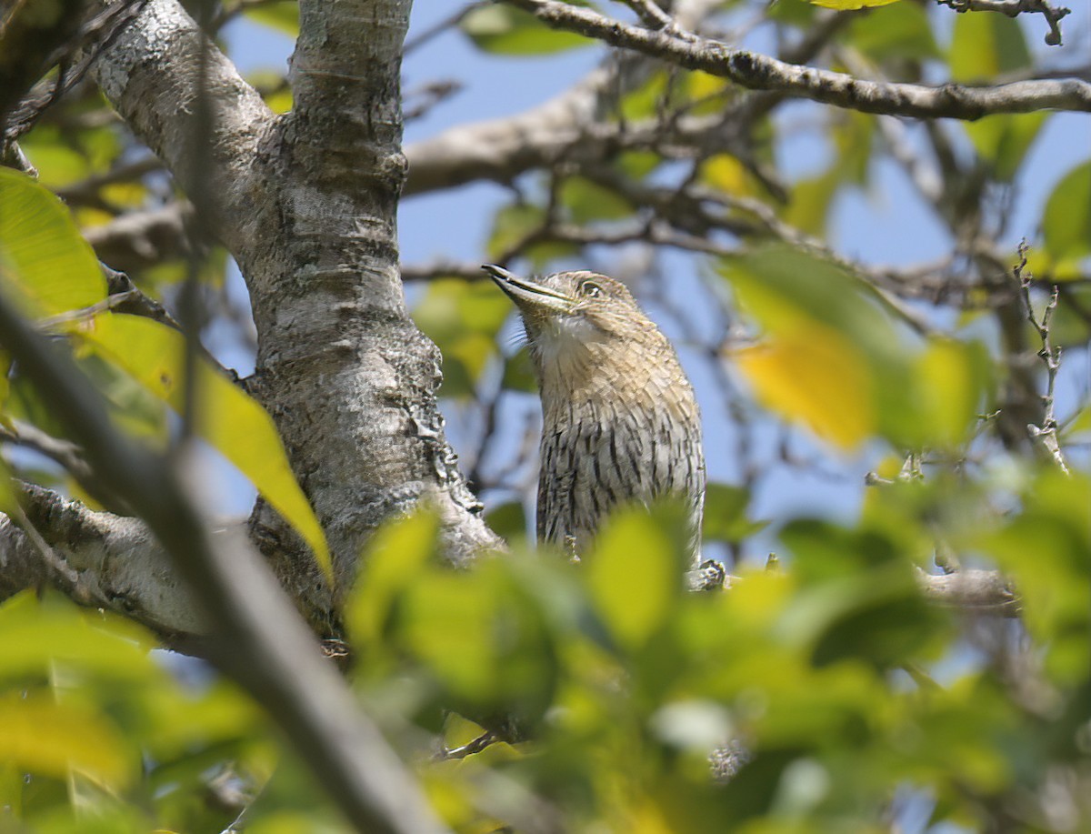 Western Striolated-Puffbird - ML641996414