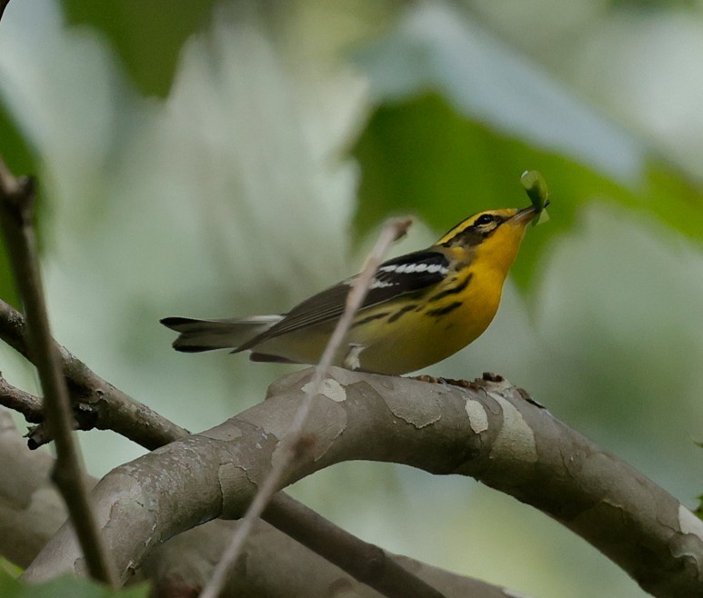Blackburnian Warbler - ML641996416
