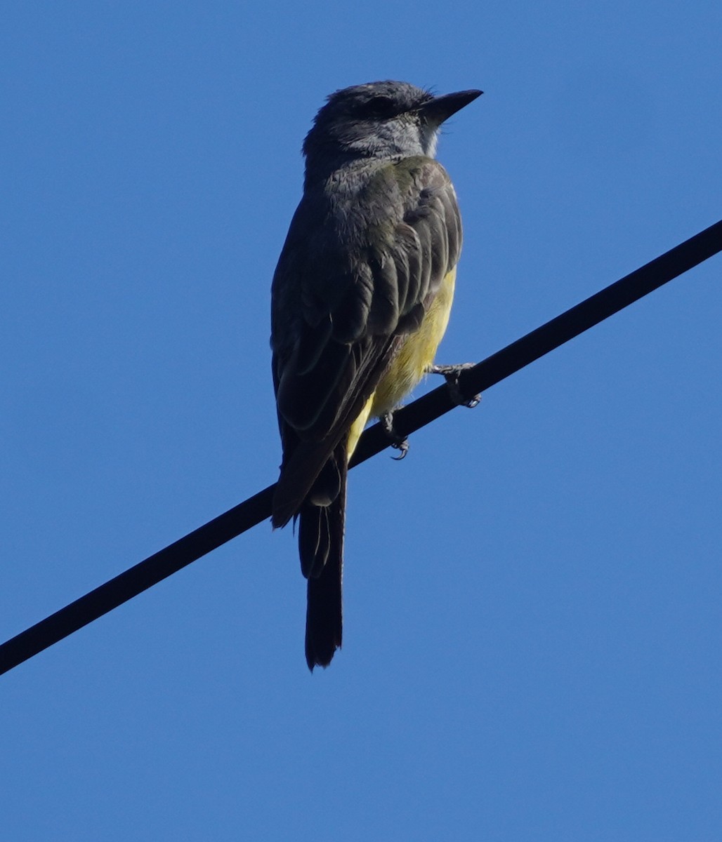Western Kingbird - ML641996420