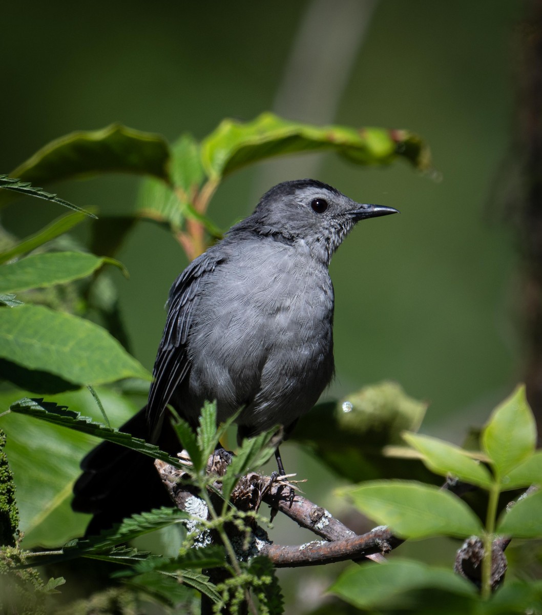 Gray Catbird - ML641996426