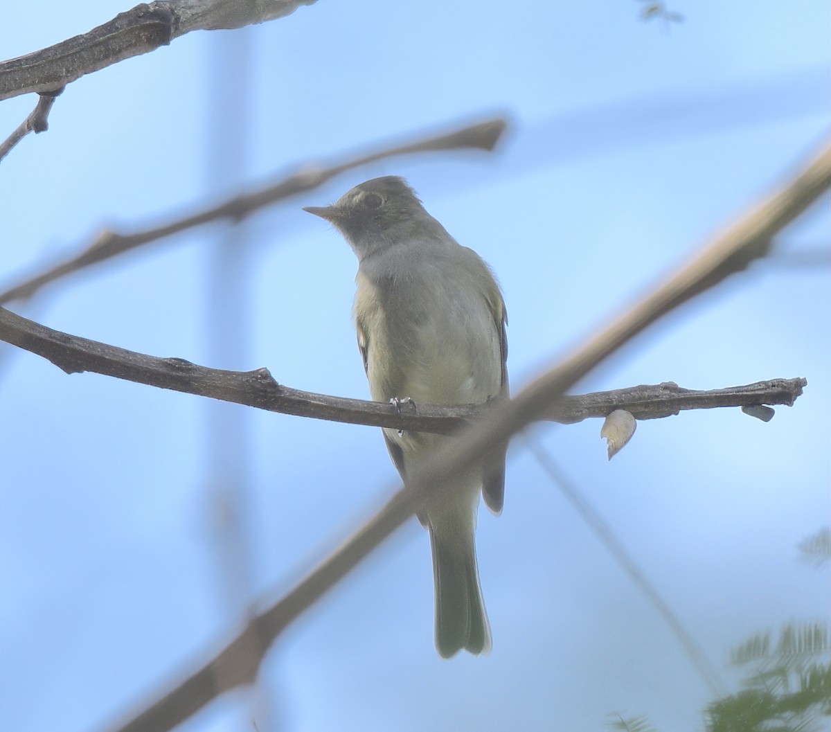 White-crested Elaenia - ML641996427