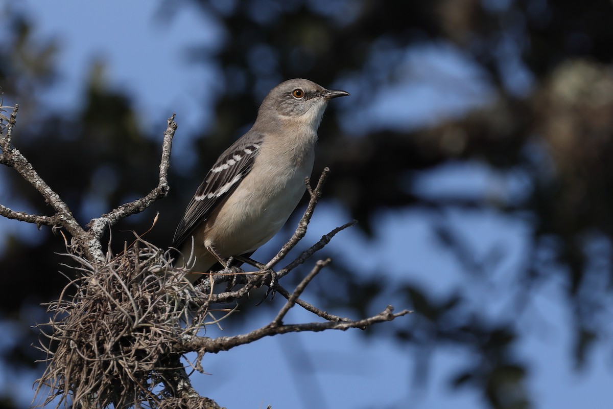 Northern Mockingbird - ML641996429