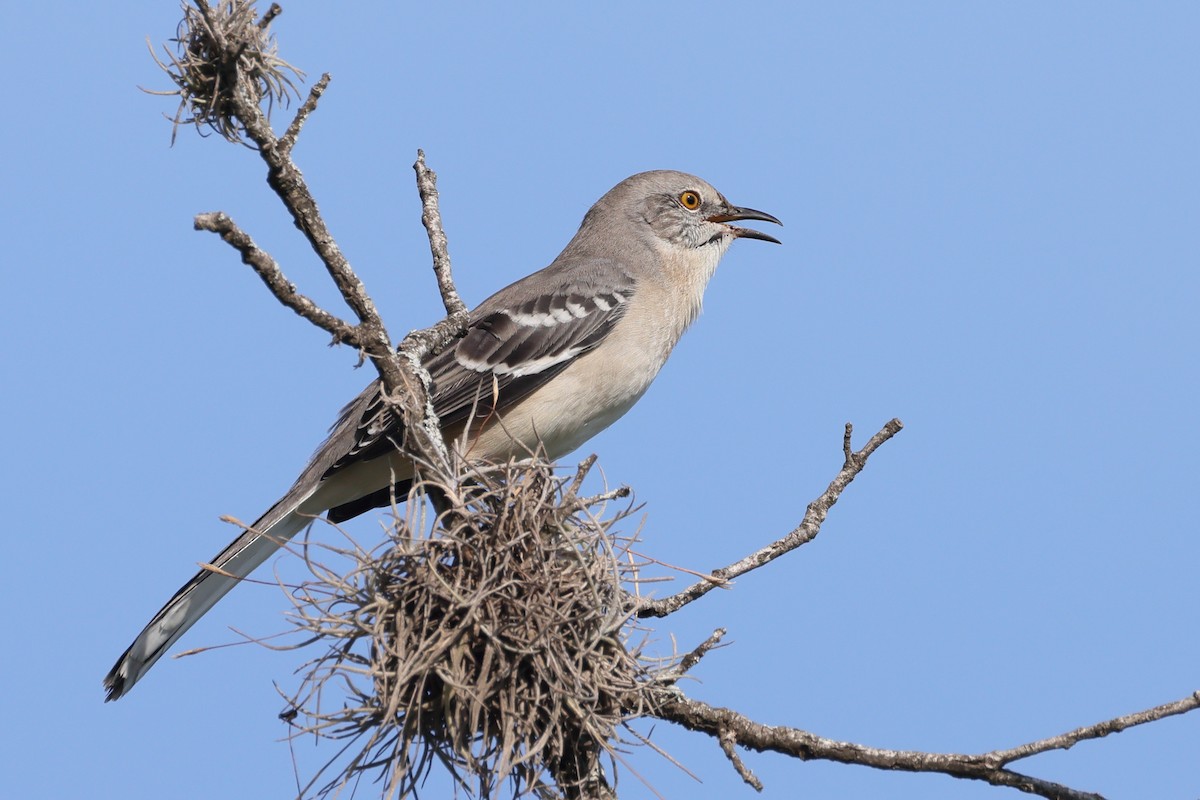 Northern Mockingbird - ML641996430