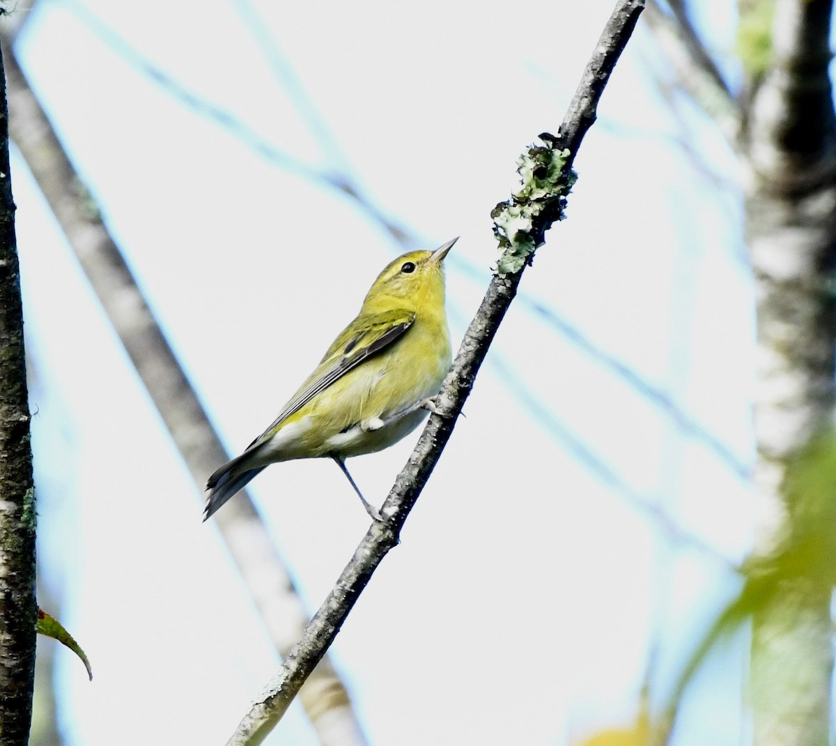 Tennessee Warbler - ML641996431