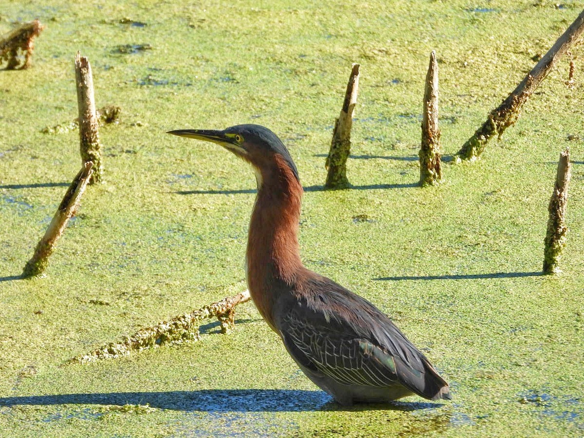 Green Heron - ML641996436