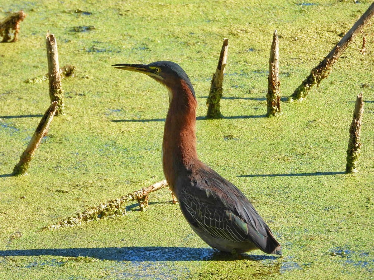 Green Heron - ML641996437