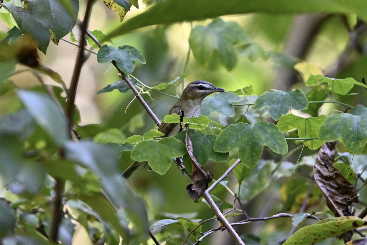 Red-eyed Vireo - ML641996438