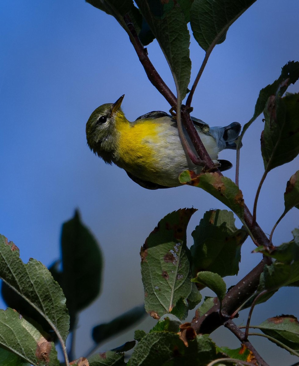 Northern Parula - ML641996439
