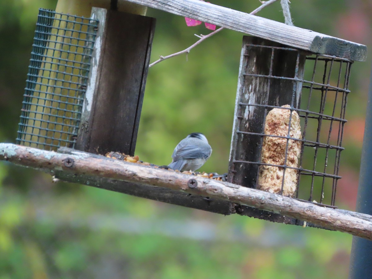 Carolina Chickadee - ML641996440