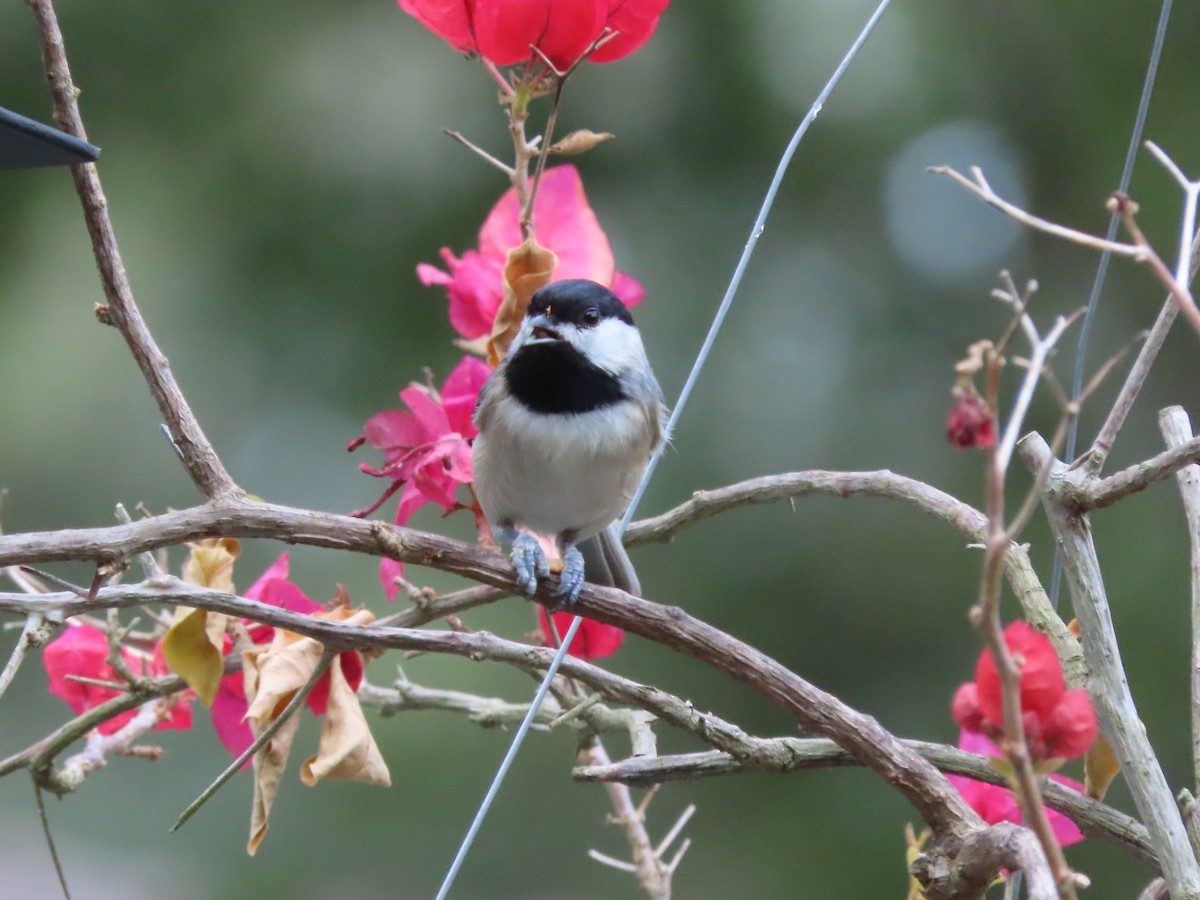Carolina Chickadee - ML641996441