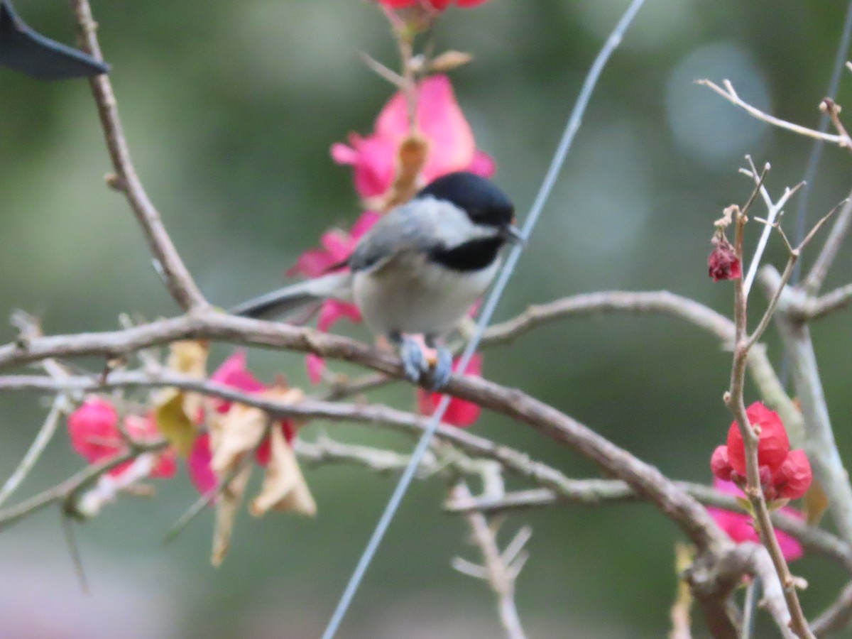 Carolina Chickadee - ML641996442