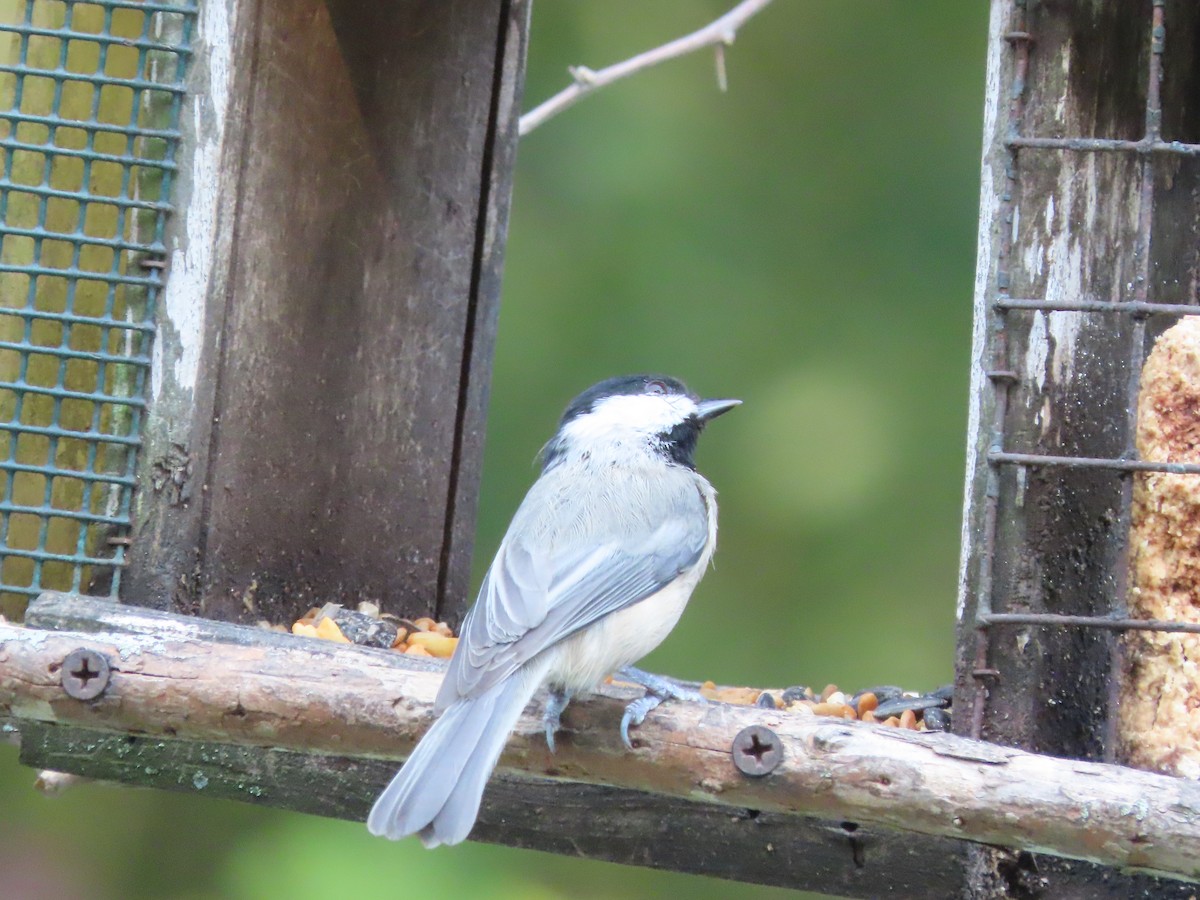 Carolina Chickadee - ML641996443