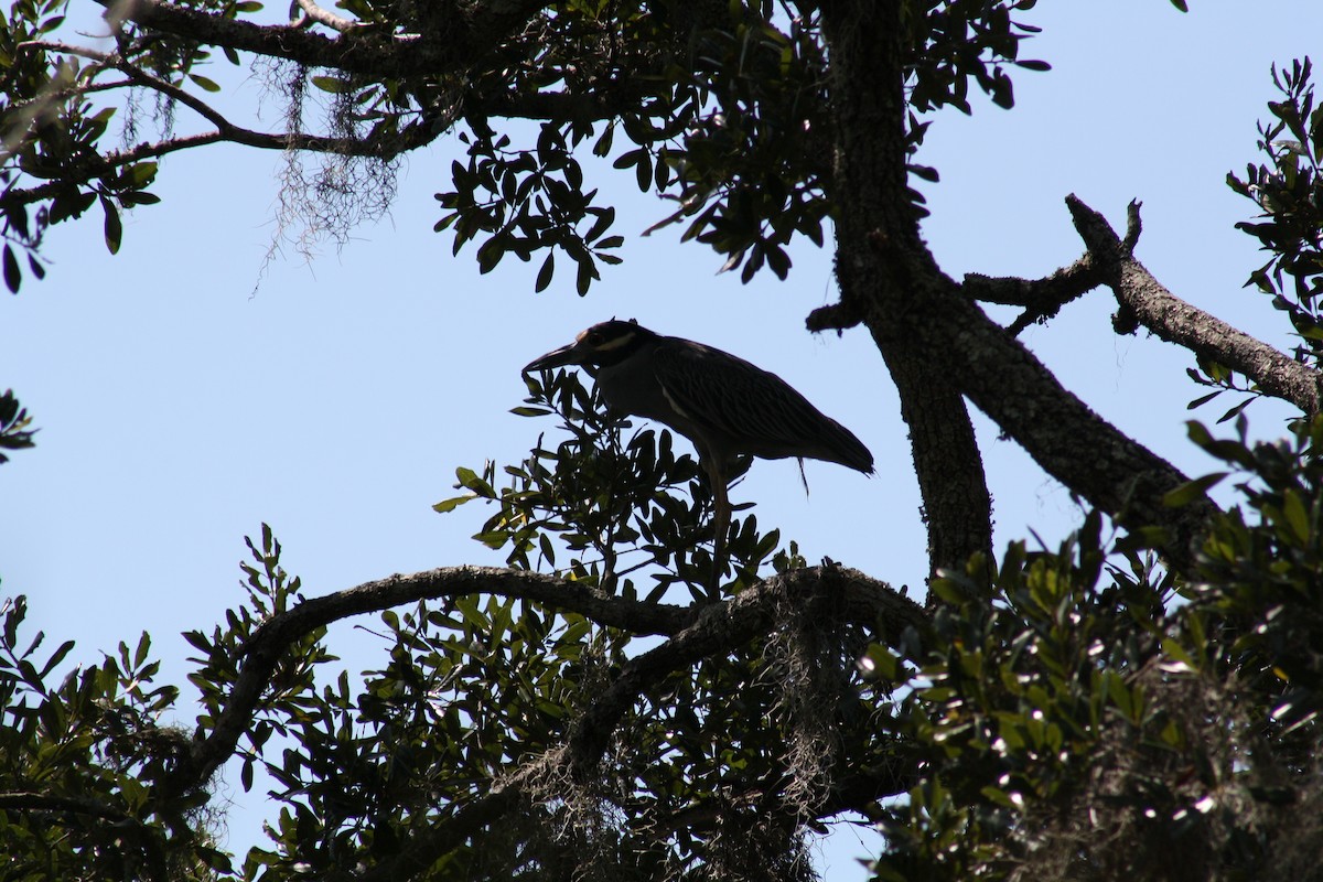 Yellow-crowned Night Heron - ML641996444