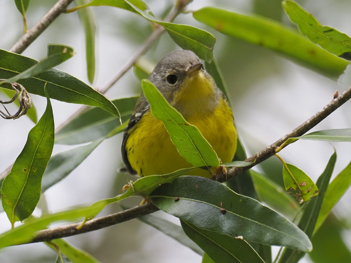 Magnolia Warbler - ML641996445