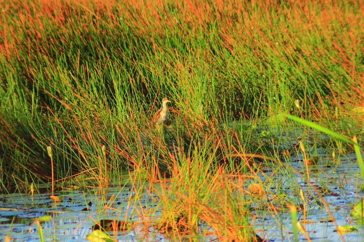 Northern Jacana - ML641996452