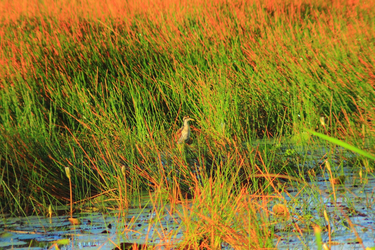 Northern Jacana - ML641996453