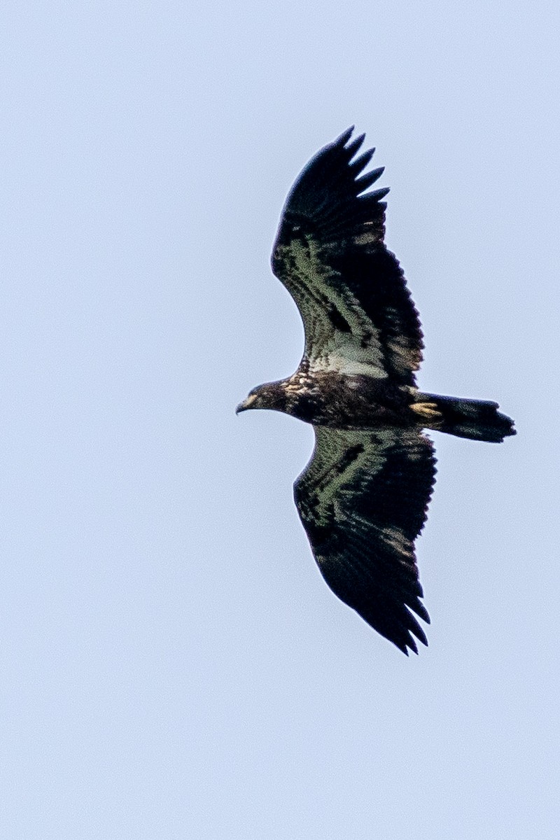 Bald Eagle - ML641996454