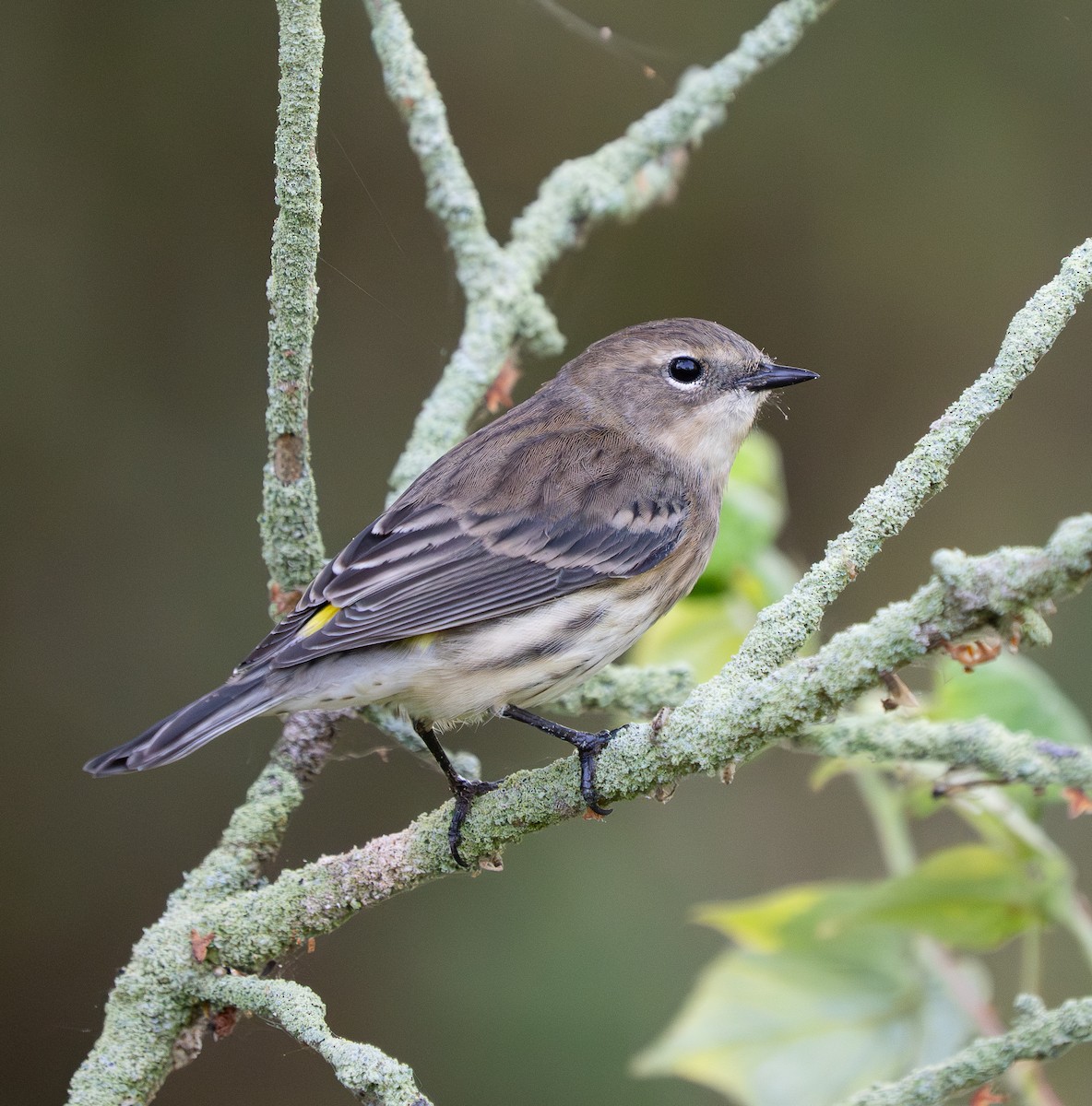 Yellow-rumped Warbler - ML641996455