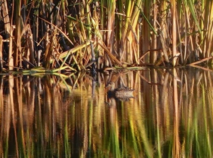 Blue-winged Teal - ML641996456