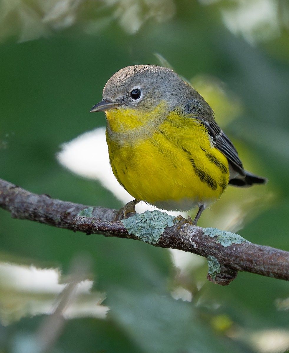 Magnolia Warbler - ML641996457