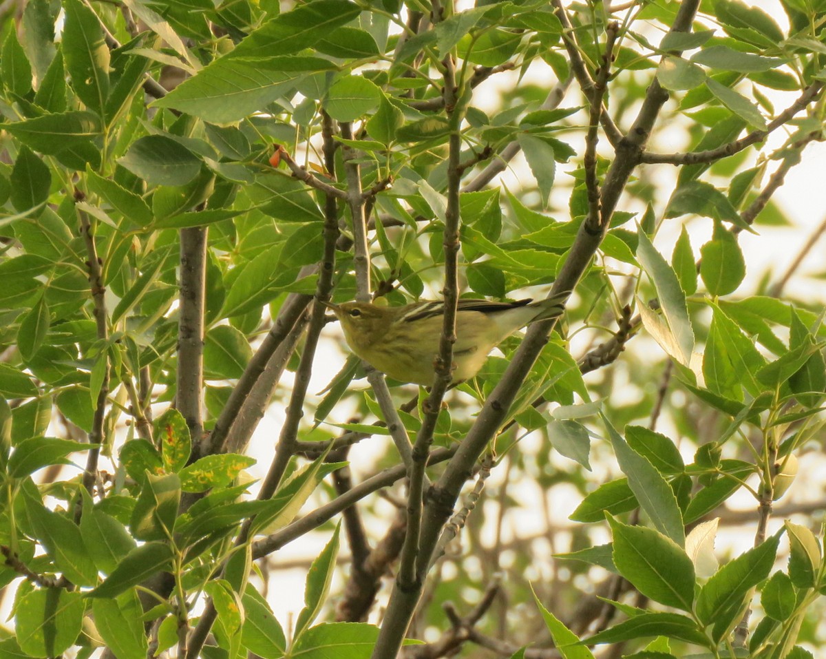 Blackpoll Warbler - ML641996463