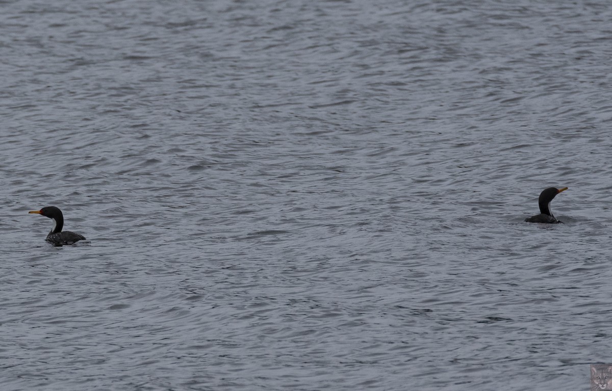 Red-legged Cormorant - ML641996464