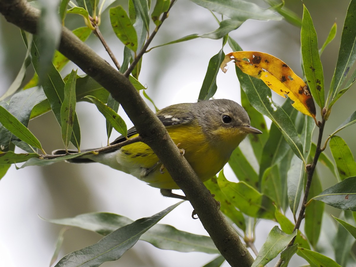 Magnolia Warbler - ML641996466