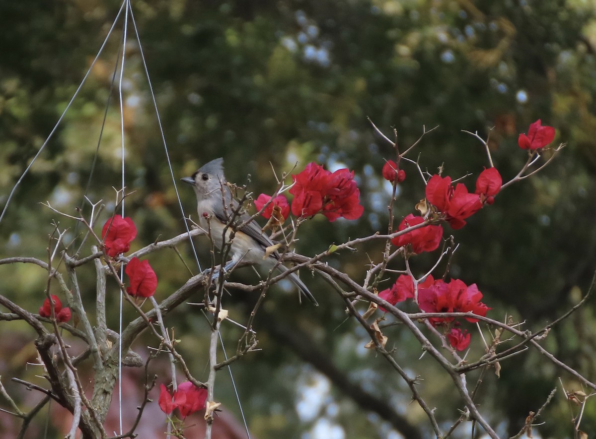 Tufted Titmouse - ML641996474